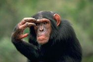 A chimpanzee
deep in thought