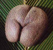 Double coconut resembles female pelvis