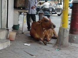 Sacred cow in Indian street