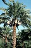 Date palm with clusters of fruits 
pre-packed into the special sacks