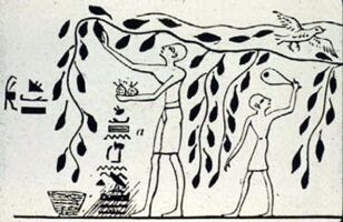 Harvesting pomegranates
Ancient Egyptian picture
