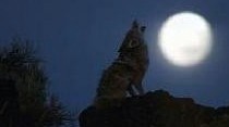 Wolf howling
at the Moon