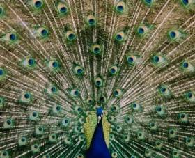  Peacock with his tail spread at breeding season