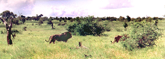 Lions in South Africa