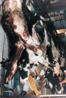Inside a slaughterhouse