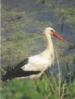 Stork standing by a pool