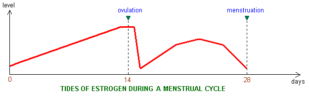 Tides of estrogen during a menstrual cycle