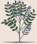 Licorice plant
(Glycyrrhiza Glabra)